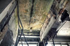 Best Attic Mold Removal  in Mccullom Lake, IL